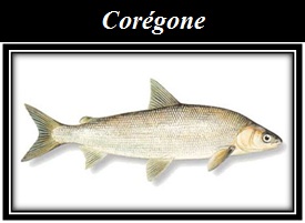 Corgones