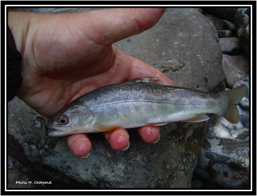 salmonid