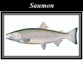 Saumons