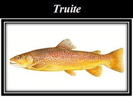 Truites