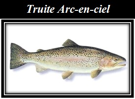 truite Arc-en-ciel