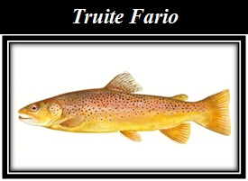 Truite fario