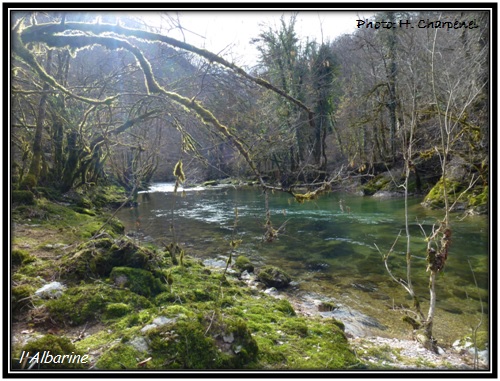 Albarine