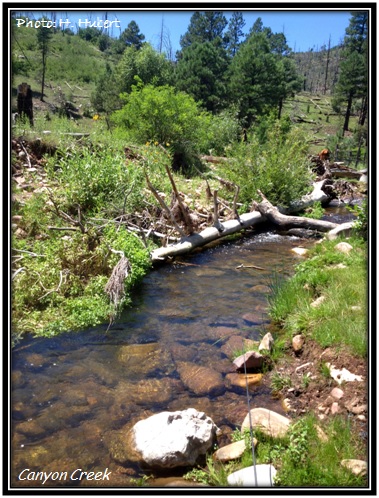 Canyon Creek - Arizona