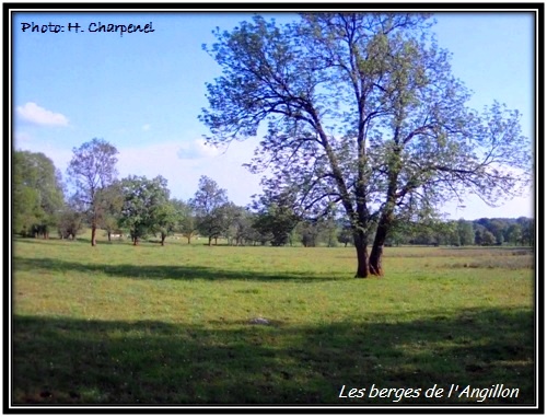 Les Berges de l'Angillon