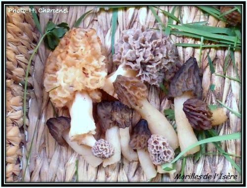 morilles