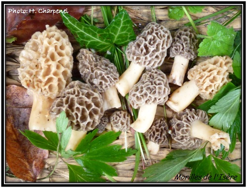 Morilles de l'Isre