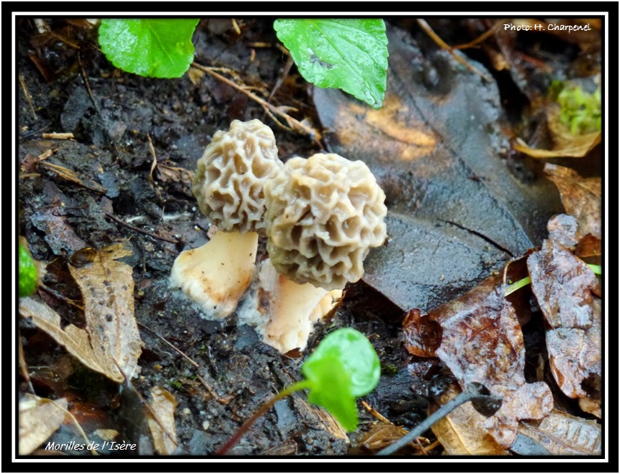Morilles de l'Isre