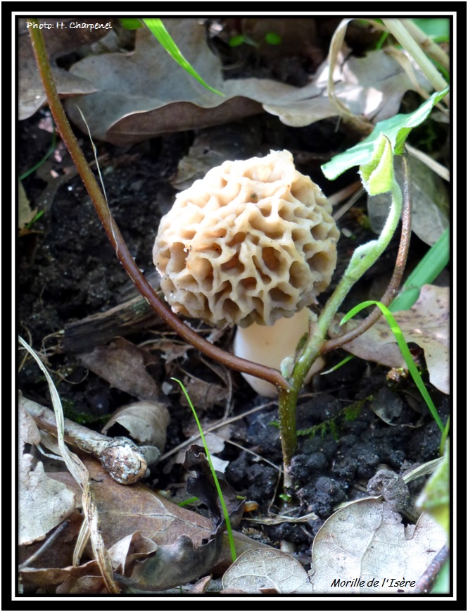Morilles de l'Isère