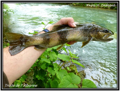 Truite de l'Albarine