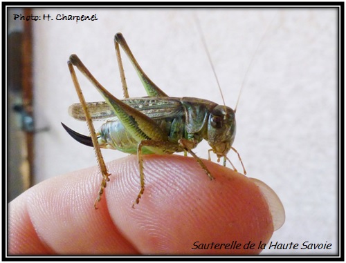 Sauterelle de la Haute Savoie
