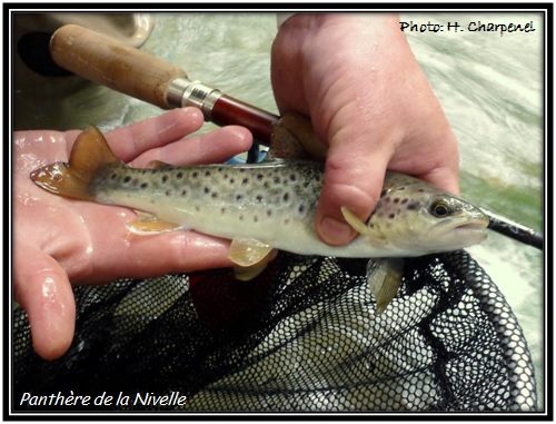 Truite Panthère de la Nivelle
