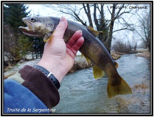 Truite de la Serpentine