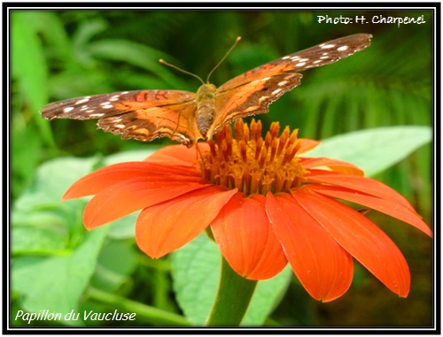 Papillon