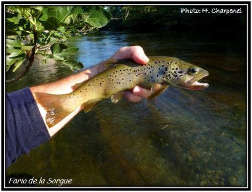 Fario de la Sorgue du Velleron