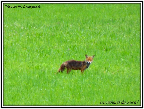 Un renard du Jura