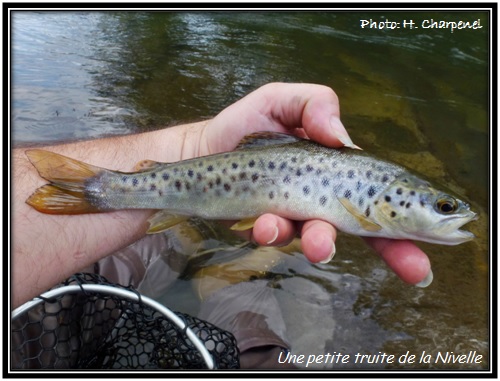 Une petite truite de la Nivelle