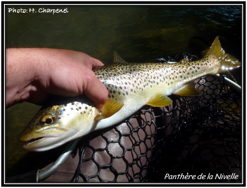 Truite fario panthre du Pays Basque