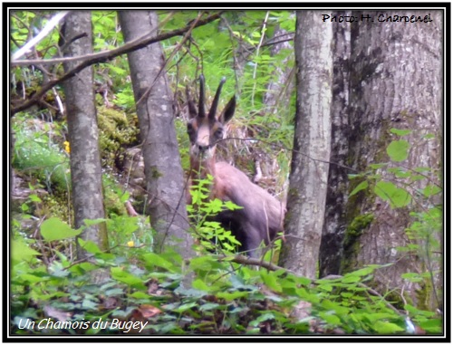 Un Chamois du Bugey