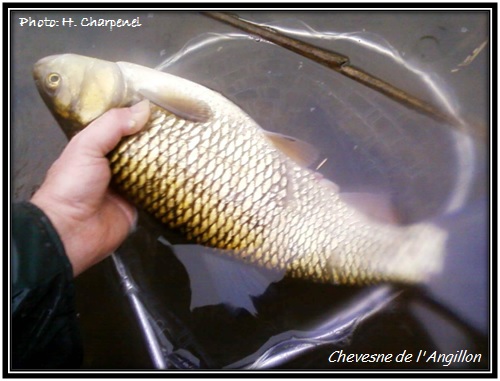 Chevesne de l'Angillon