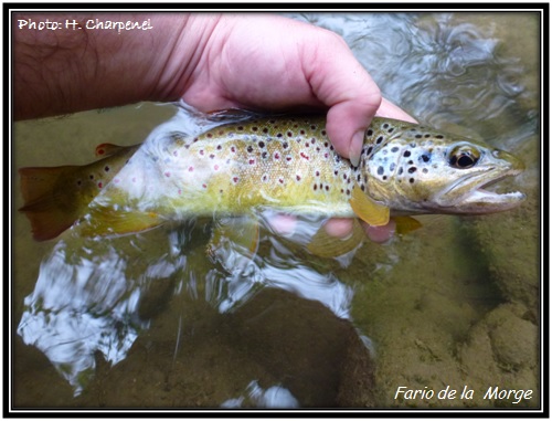 Fario de la Morge