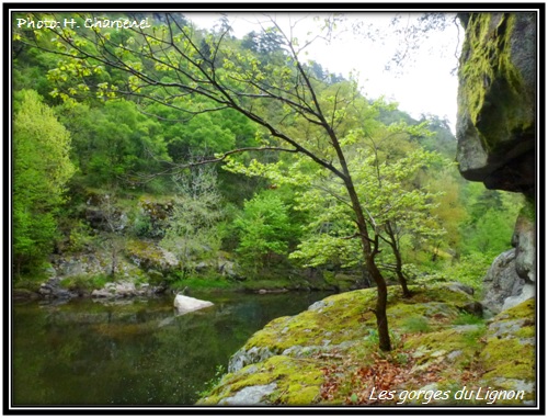 Les gorges du Lignon