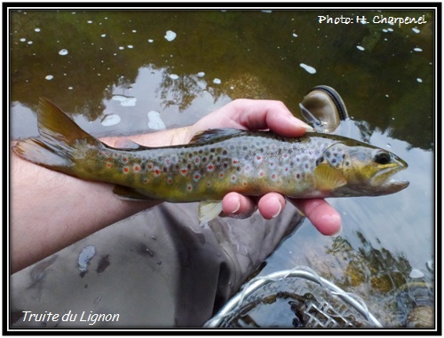 Truite du Lignon