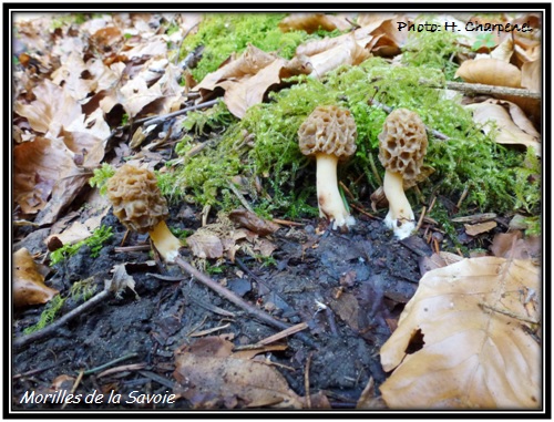 Morilles de la Savoie