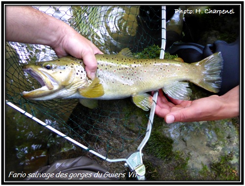 Fario sauvage des gorges du Guiers Vif