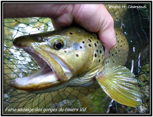 Fario sauvage des gorges du Guiers Vif