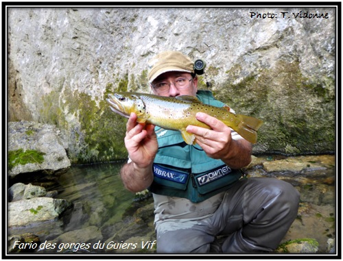 Fario des gorges du Guiers