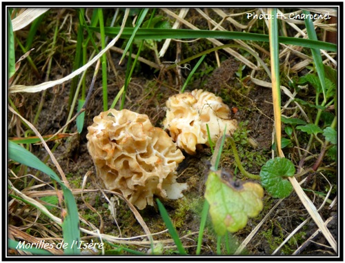 Morilles de l'Isère