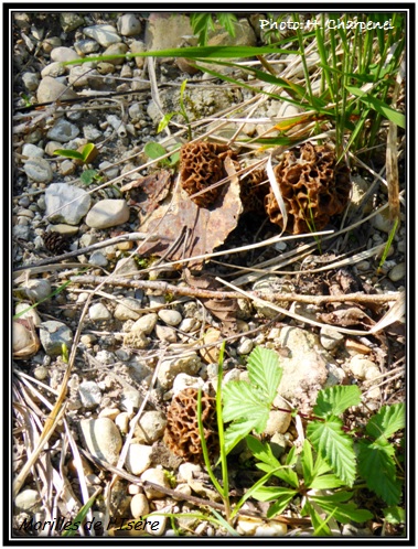 Morilles de l'Isère