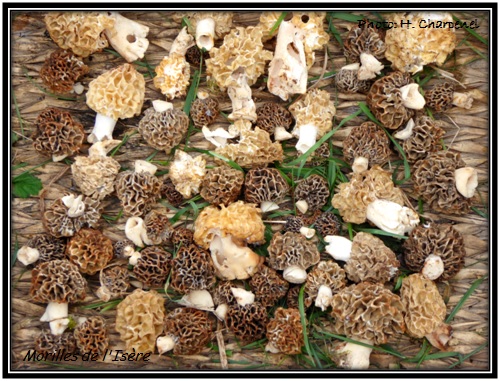 Morilles de l'Isère