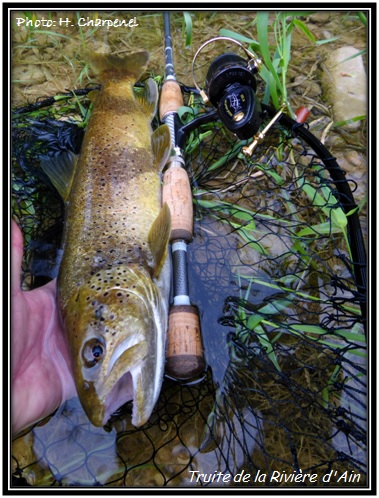 Truite de la Rivière d'Ain