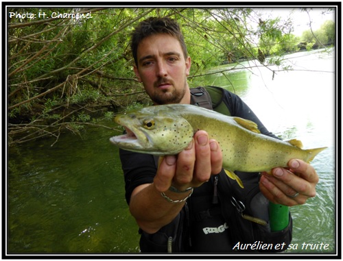 La truite de la Rivire d'Ain d'Aurlien