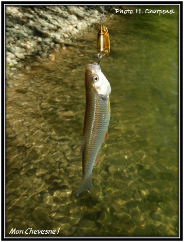 Un chevesne de la Rivière d'Ain