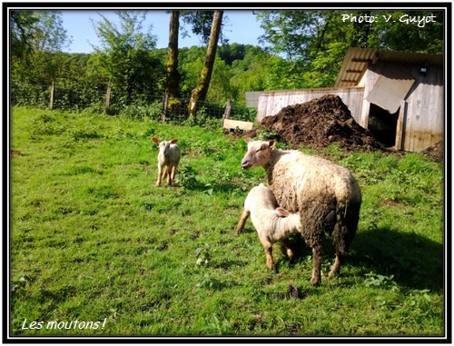 Les moutons d'Aurélien !
