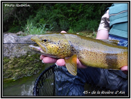 Fario de 45 + de la Rivire d'Ain