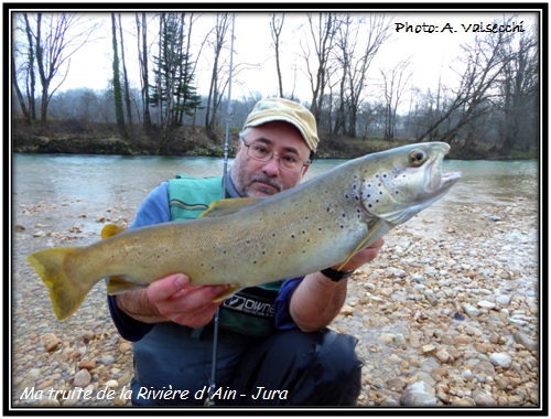 Truite de la Rivière d'Ain - Jura