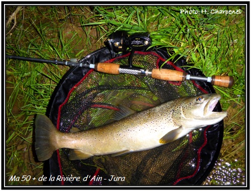 Truite de 50 + de la Rivire d'Ain