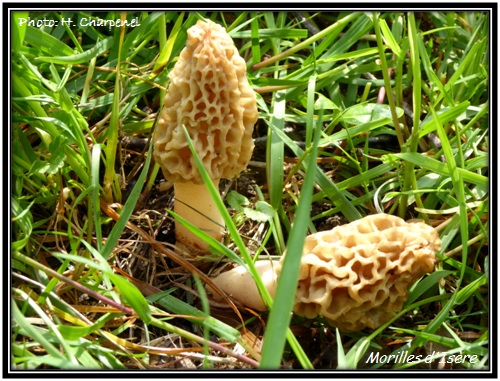 Morilles d'Isre