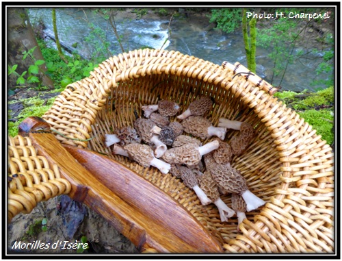 Morilles d'Isère