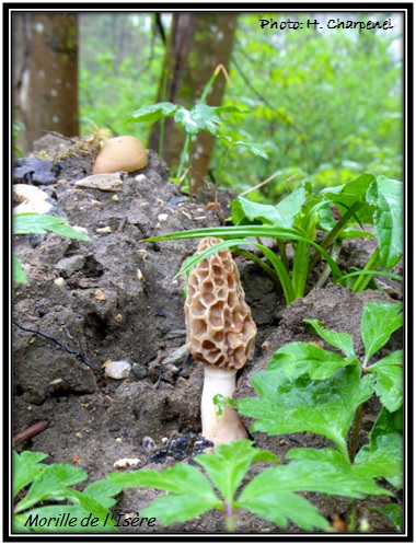 Morilles d'Isère