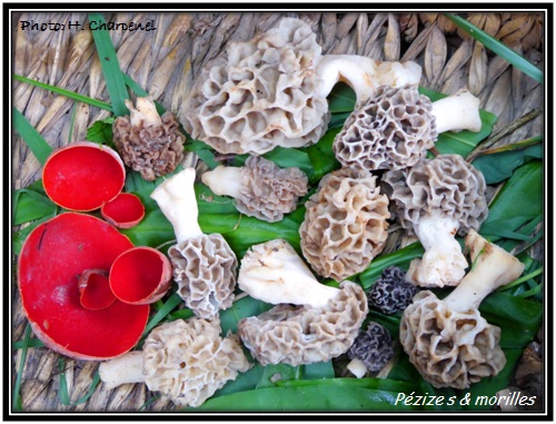 Morilles et pézizes