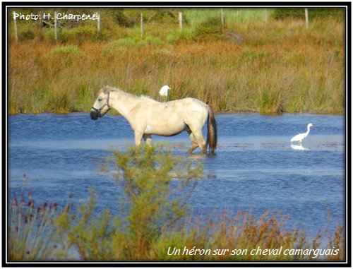 Un hron sur son cheval camarguais