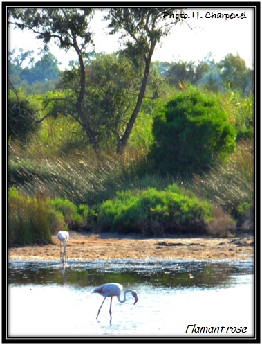 Flamant rose