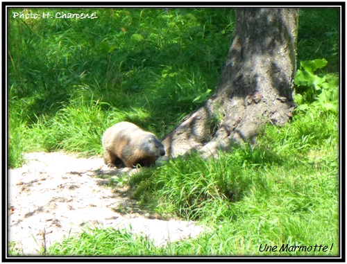 Une marmotte