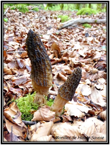 Morilles de Haute Savoie