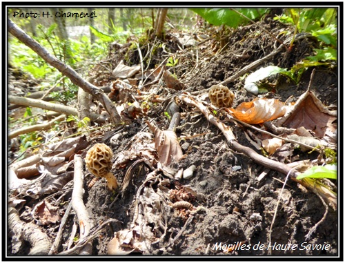 Morilles de Haute Savoie